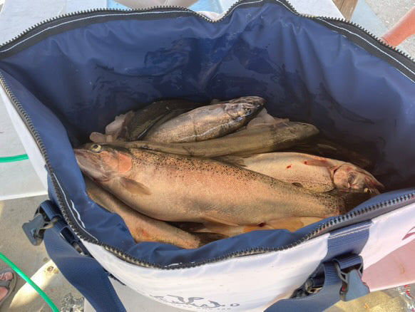 36" Multi-Species Insulated Fish Kill Bag