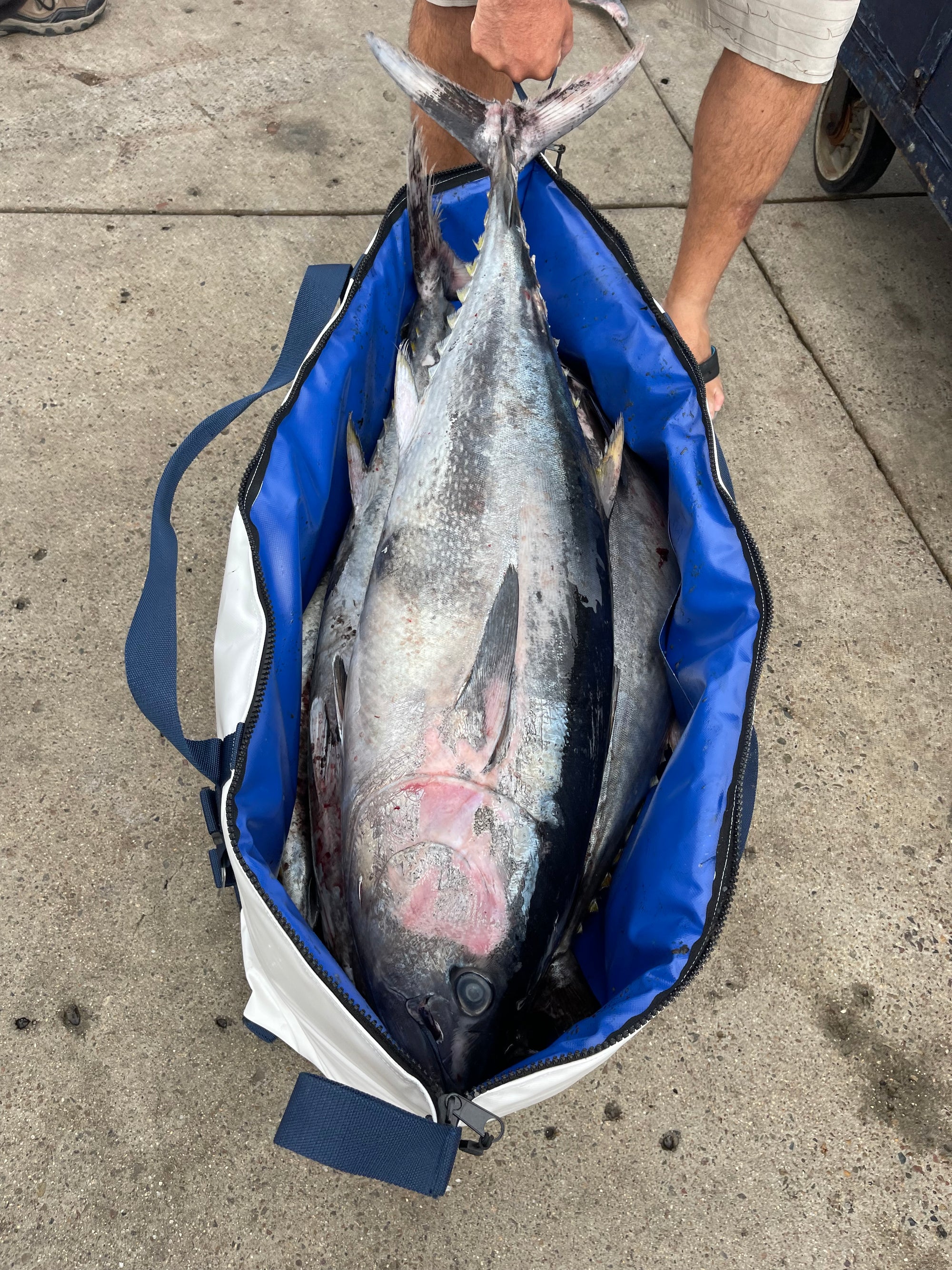 48" Fish Kill Bag - Deckhand - Blue Fin Tuna in the bag to take to processor (Long Range Trip)